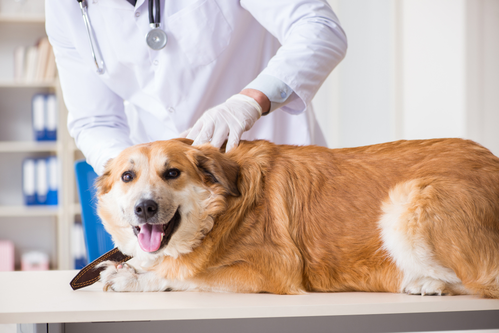 Dog at the vet - Dog Urgent Care