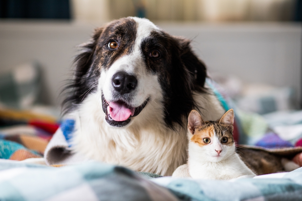 Portrait of dog and cat - Spay Surgery