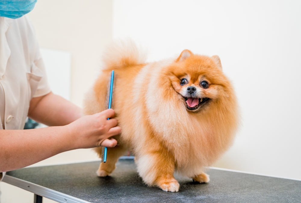 Pomeranian being groomed - Dog grooming