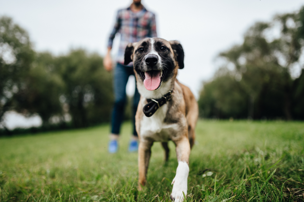 Dog playing outdoors - Flea Control for Dogs