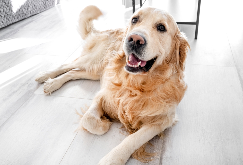 dog laying down