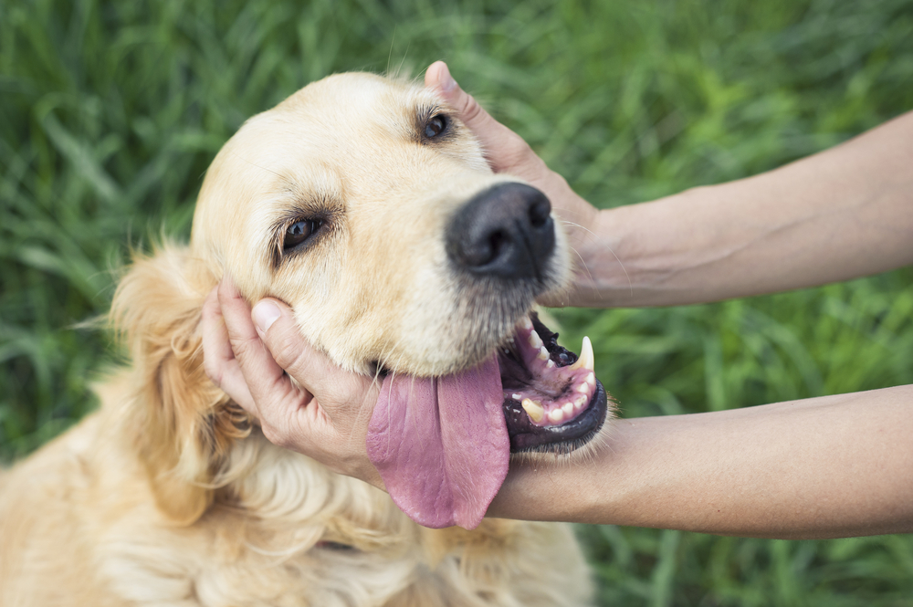 Pet Care Services in Mooresville, NC