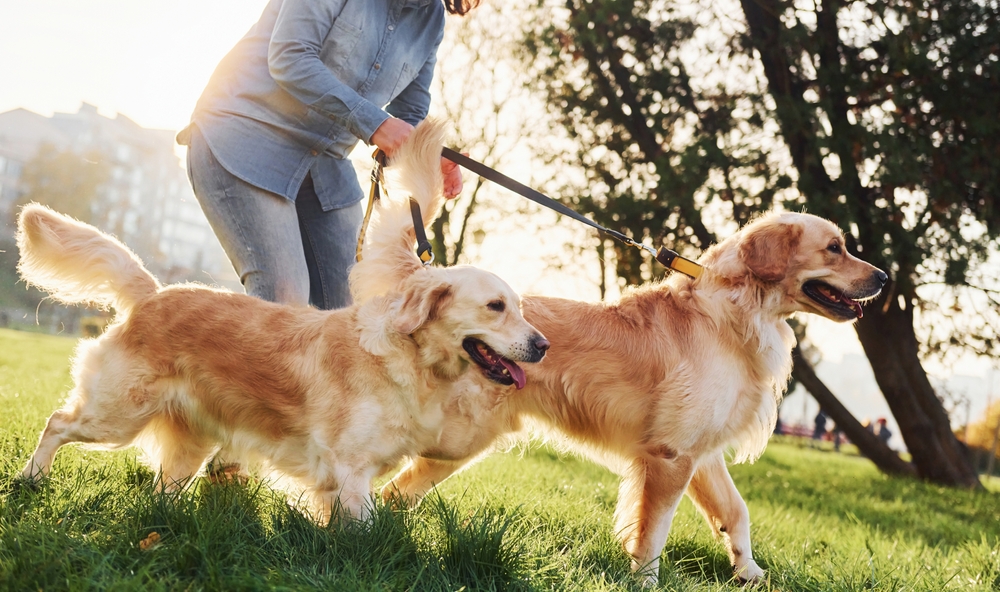 Pet Care Services in Mooresville, NC