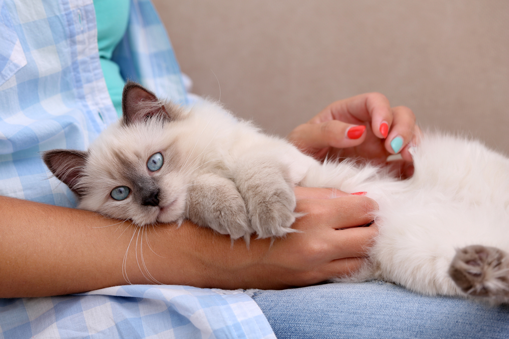 cat laying down