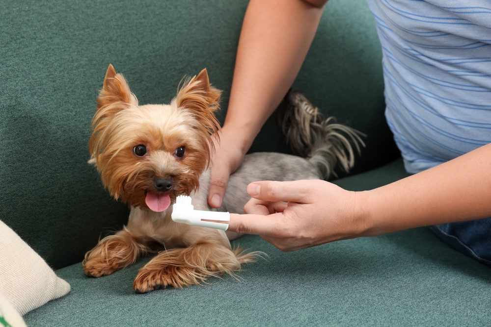 Vet brushing teeth of dog - Dog Dental Problems