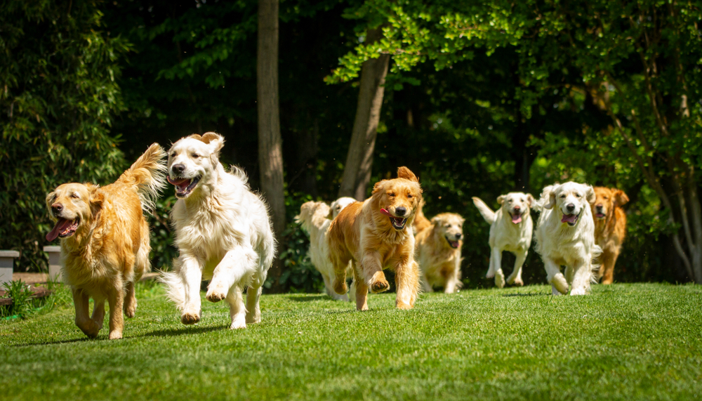 Dogs running outdoors - Kennel Cough Vaccine