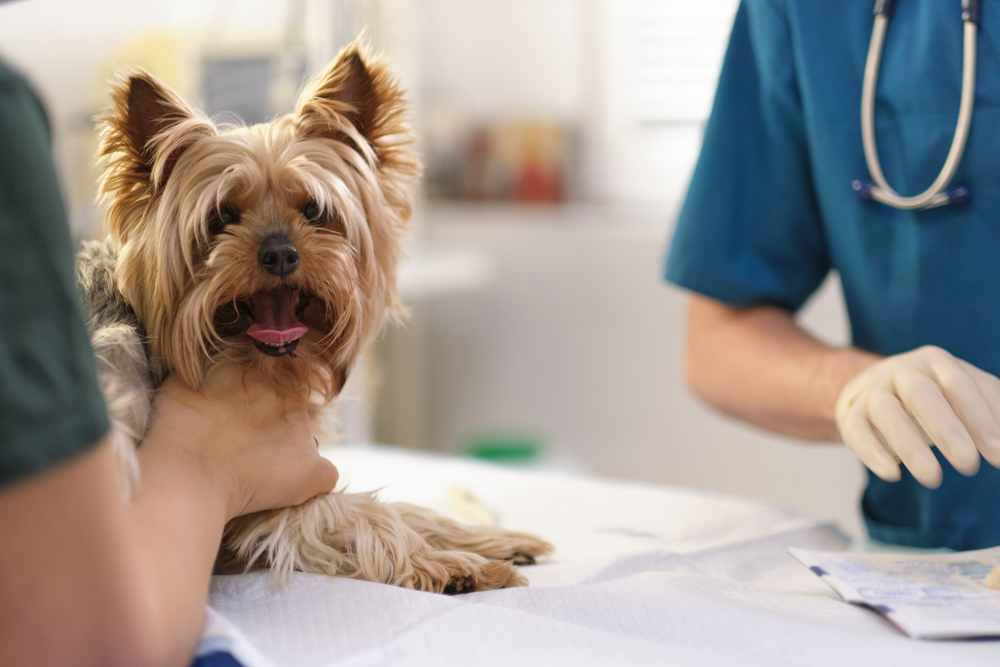 dog at the vet - Dog teeth cleaning without anesthesia