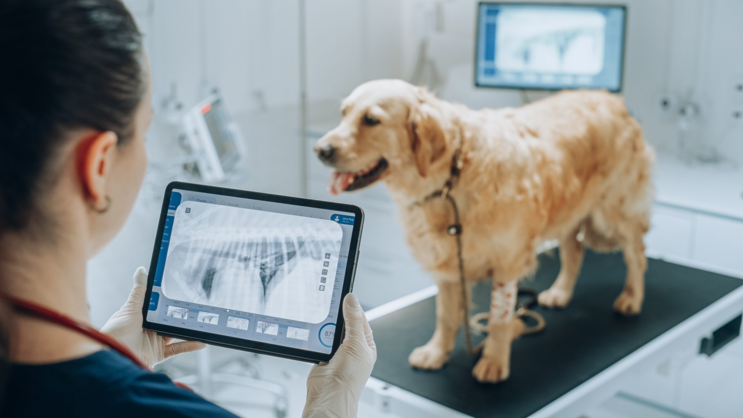 A veterinarian holding a tablet with X-ray images while a golden retriever stands on an exam table - Dog X-ray