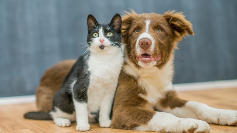 Veterinary Orthopedic Surgery in Mooresville, NC