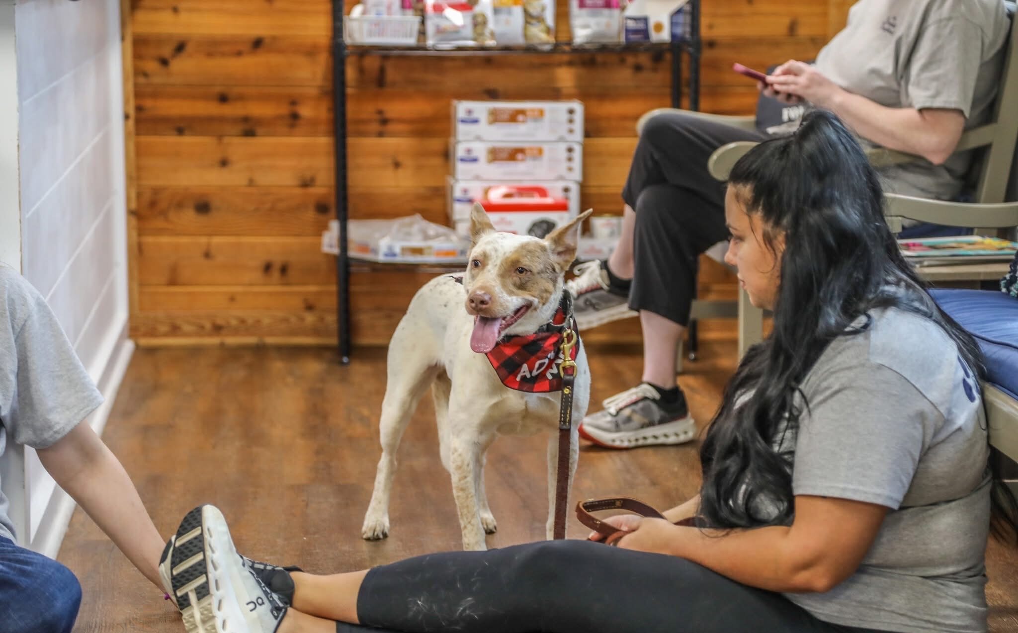 Veterinary Orthopedic Surgery in Mooresville, NC