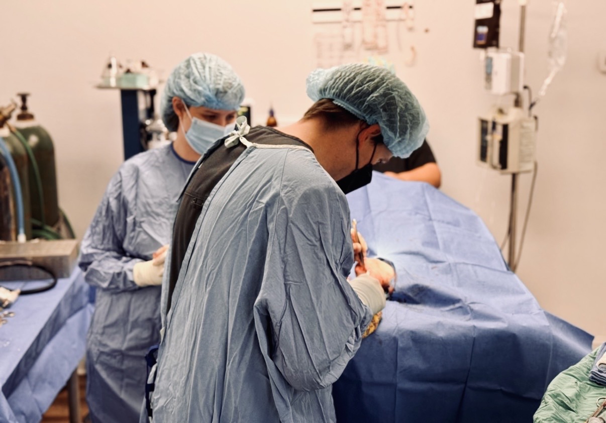 Veterinary Orthopedic Surgery in Mooresville, NC